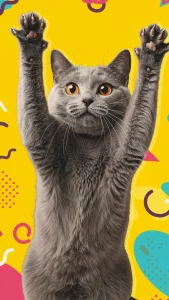 خلفيات قطط شارتروه مضحكة