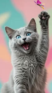 خلفيات قطط نيبيلونج مضحكة للتسلية