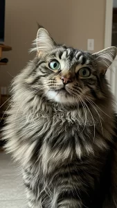 خلفيات ظريفة لهواة القطط المرحة