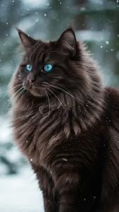 خلفيات قط الغابة النرويجي عالية الدقة