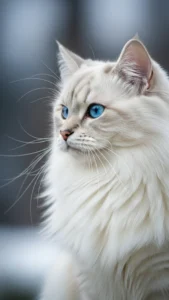 خلفيات قط سيبيري بيضاء