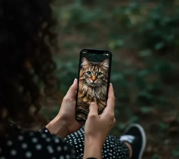 خلفيات قط الغابة النرويجي كيوت وفخمة أجمل صور هذا القط الأسطوري