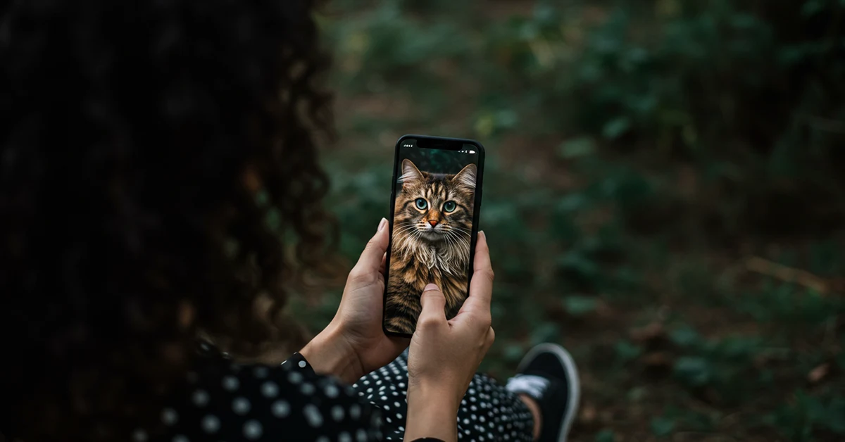 خلفيات قط الغابة النرويجي كيوت وفخمة أجمل صور هذا القط الأسطوري