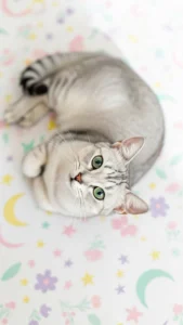 خلفيات قط كورات باللون الوردي