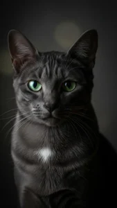 خلفيات قط كورات سوداء فخمة بدقة 4K