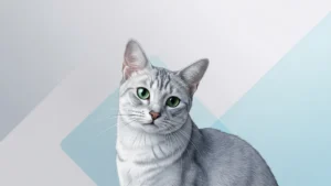 خلفيات قط كورات للآيباد