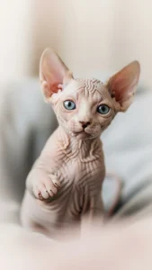 صور كيوت لقطط فرعونية صغيرة