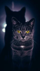 خلفيات القط الأسود بجودة عالية