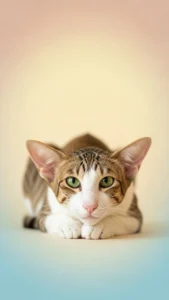 خلفيات جوال قطط