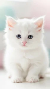 خلفيات قطط أنقري صغيرة Mini Cute