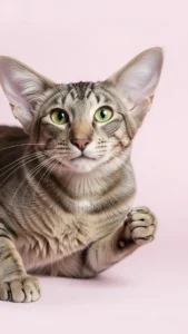 خلفيات قطط تضحك