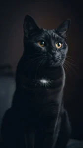 خلفيات قطط سوداء كيوت