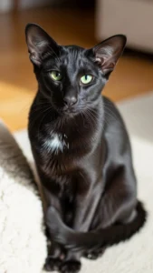 خلفيات قطط سوداء