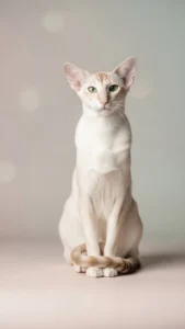 خلفيات قطط فخمة