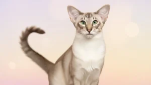 خلفيات كمبيوتر قطط