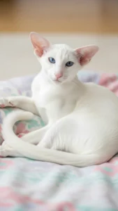 خلفيات قطط كيوت للواتساب